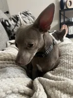 Zuko, a male Chihuahua and Italian Greyhound for sale in North Port, FL – 1 of 7