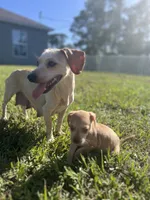 Woody, a male Chihuahua and Chiweenie for sale in North Port, FL – 8 of 10