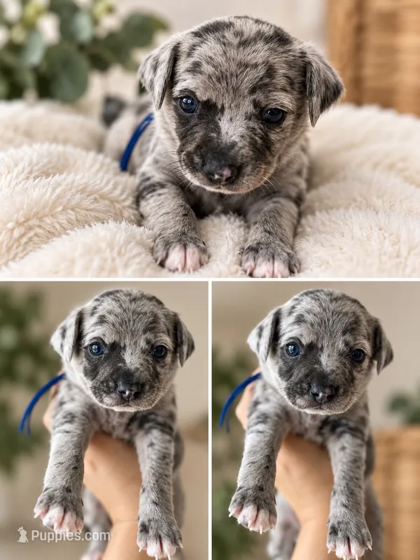 Aladdin – Jack Russell Terrier, Chihuahua puppy for sale in North Port, FL