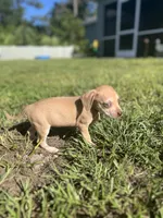 Woody, a male Chihuahua and Chiweenie for sale in North Port, FL – 6 of 10
