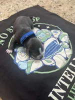 Buzz, a male Chiweenie for sale in North Port, FL – 5 of 5