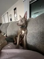 Zuko, a male Chihuahua and Italian Greyhound for sale in North Port, FL – 3 of 7