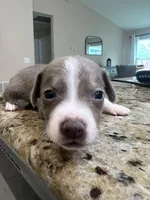 Mrs. Potato Head, a female Chiweenie for sale in North Port, FL – 4 of 9