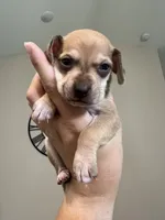 Woody, a male Chiweenie for sale in North Port, FL – 7 of 10
