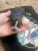 Buzz, a male Chiweenie for sale in North Port, FL – 2 of 5