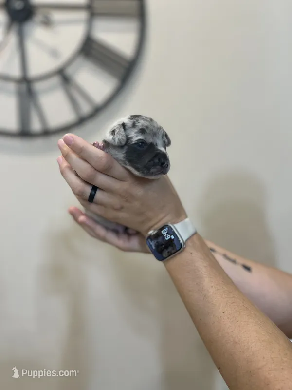 Aladdin – Jack Russell Terrier, Chihuahua puppy for sale in North Port, FL