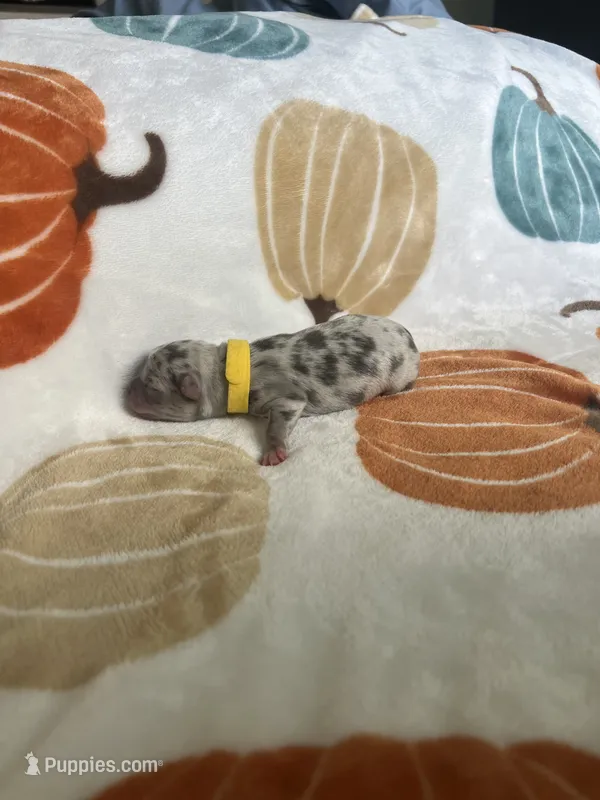Oreo – Jack Russell Terrier, Chihuahua puppy for sale in North Port, FL