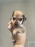 Woody, a male Chiweenie for sale in North Port, FL – 4 of 10
