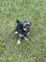 Rook, a male Chihuahua for sale in North Port, FL – 9 of 10
