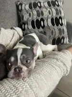 Tito, a male French Bulldog for sale in North Port, FL – 3 of 4