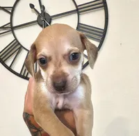 Woody, a male Chihuahua and Chiweenie for sale in North Port, FL – 1 of 10