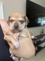 Woody, a male Chiweenie for sale in North Port, FL – 10 of 10