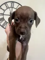 Slinky, a male Chihuahua and Chiweenie for sale in North Port, FL – 1 of 9