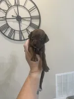 Slinky, a male Chiweenie for sale in North Port, FL – 2 of 6