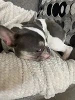 Tito, a male French Bulldog for sale in North Port, FL – 4 of 4