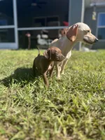 Slinky, a male Chihuahua and Chiweenie for sale in North Port, FL – 5 of 9