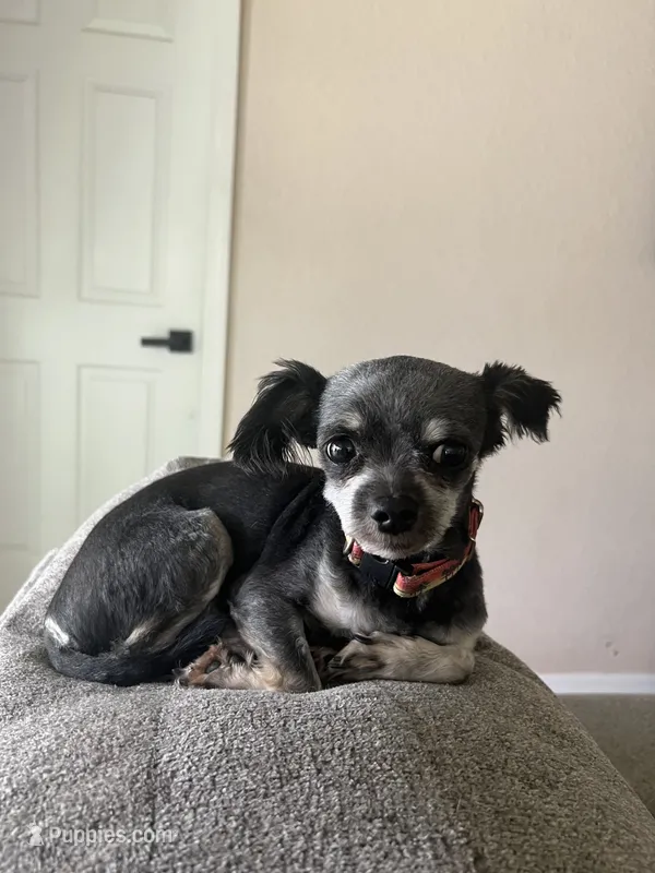 Rook – Chihuahua puppy for sale in North Port, FL