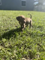 Slinky, a male Chihuahua and Chiweenie for sale in North Port, FL – 6 of 9