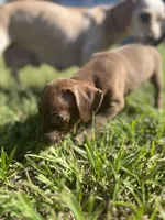 Slinky, a male Chihuahua and Chiweenie for sale in North Port, FL – 8 of 9