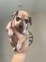 Woody, a male Chiweenie for sale in North Port, FL – 3 of 10