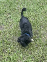 Rook, a male Chihuahua for sale in North Port, FL – 3 of 10