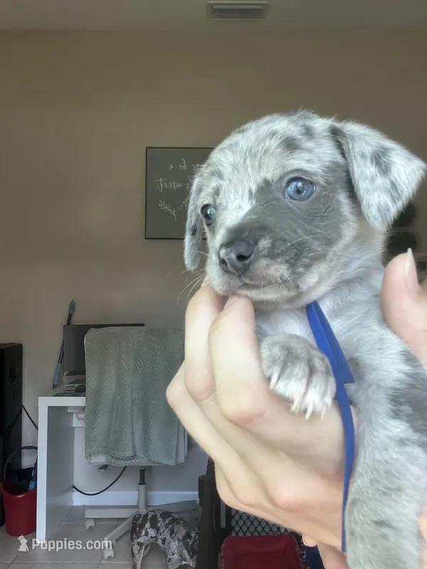 Aladdin – Jack Russell Terrier, Chihuahua puppy for sale in North Port, FL