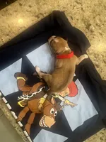 Jessie, a female Chiweenie for sale in North Port, FL – 6 of 7