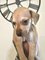 Woody, a male Chihuahua and Chiweenie for sale in North Port, FL – 2 of 10