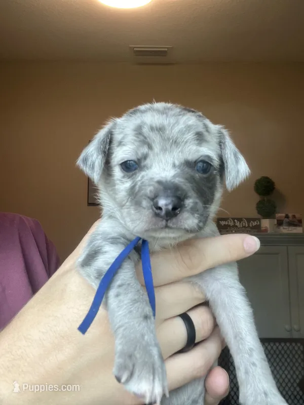 Aladdin – Jack Russell Terrier, Chihuahua puppy for sale in North Port, FL