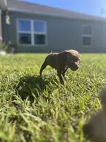 Slinky, a male Chihuahua and Chiweenie for sale in North Port, FL – 9 of 9
