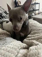 Zuko, a male Chihuahua and Italian Greyhound for sale in North Port, FL – 2 of 7