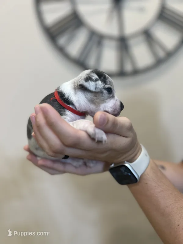 Ariel – Jack Russell Terrier, Chihuahua puppy for sale in North Port, FL