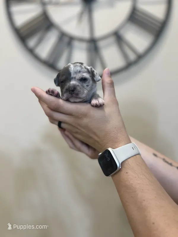 Belle – Jack Russell Terrier, Chihuahua puppy for sale in North Port, FL