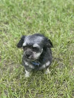 Rook, a male Chihuahua for sale in North Port, FL – 5 of 10