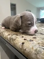 Mrs. Potato Head, a female Chiweenie for sale in North Port, FL – 2 of 9