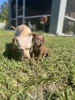 Slinky, a male Chihuahua and Chiweenie for sale in North Port, FL – 7 of 9