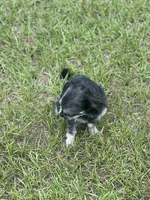 Rook, a male Chihuahua for sale in North Port, FL – 10 of 10