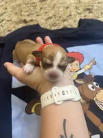 Jessie, a female Chiweenie for sale in North Port, FL – 3 of 7
