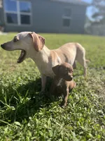 Slinky, a male Chihuahua and Chiweenie for sale in North Port, FL – 4 of 9