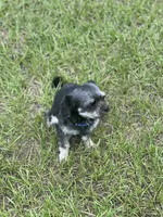 Rook, a male Chihuahua for sale in North Port, FL – 7 of 10
