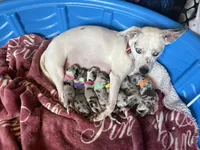 Speckle, a female Jack Russell Terrier and Chihuahua for sale in North Port, FL – 5 of 8