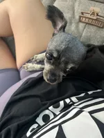 Rook, a male Chihuahua for sale in North Port, FL – 2 of 10
