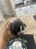 Buzz, a male Chiweenie for sale in North Port, FL – 4 of 5
