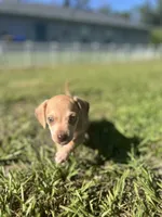Woody, a male Chihuahua and Chiweenie for sale in North Port, FL – 7 of 10