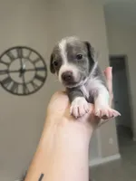 Mrs. Potato Head, a female Chiweenie for sale in North Port, FL – 5 of 9