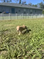 Woody, a male Chihuahua and Chiweenie for sale in North Port, FL – 5 of 10