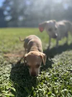Woody, a male Chihuahua and Chiweenie for sale in North Port, FL – 9 of 10