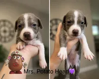 Mrs. Potato Head, a female Chiweenie for sale in North Port, FL – 1 of 9