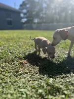 Woody, a male Chihuahua and Chiweenie for sale in North Port, FL – 10 of 10