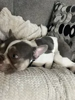 Tito, a male French Bulldog for sale in North Port, FL – 2 of 4